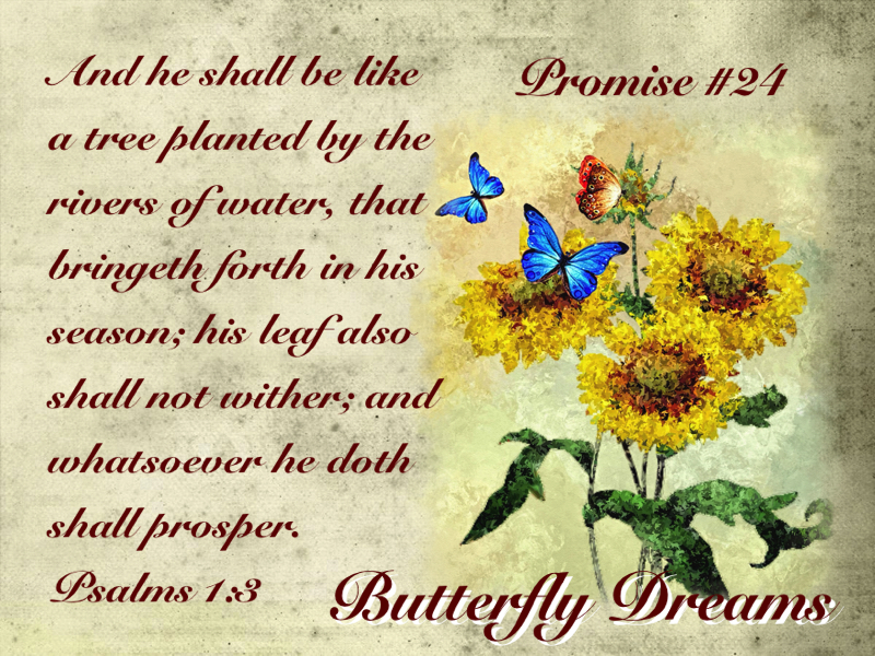 Butterfly promise #24