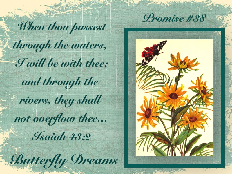 Butterfly promise #38